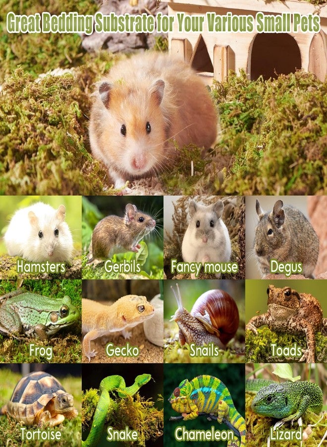 Riare 25QT Natural Hamster Moss Bedding Nesting-Soft Forest Moss Hamster Habitat Reptile Moss for Dwarf Syrian Hamsters, Mices, Gerbils, Reptiles, Small Pets (1.3LBS) - Image 5